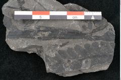 Foto (Detailansicht) von Asterocarpus meriani Br. (NHMW-GEO-2024-0188-10499)